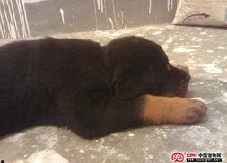 国产母狗,传承与创新中的民族犬种风采