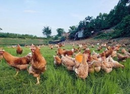 国产插鸡,创新科技引领农业现代化新篇章