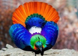 九色PORNY丨国产精品,国产精品的视觉盛宴