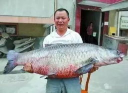 青鱼视频国产3,探索青春光影下的情感世界